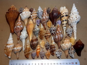 เปลือกหอยตกแต่งจากเวียดนามสีและขนาดต่างๆเหมาะสำหรับตกแต่งบ้านและเป็นของขวัญในราคาที่เหมาะสม - Product Image 6