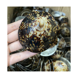 Carcasa de Lapa de alta calidad para pezones para amamantar, fabricación de joyas o decoración inspirada en el océano exportada a nivel mundial - Product Image 1