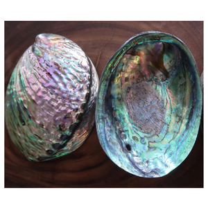 Fournisseur de coquilles d'ormeau Coquille d'ormeau naturelle du Vietnam de l'océan du Vietnam pour l'exportation Vente en gros et commandes personnalisées - Product Image 2