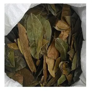 Natural Soursop Leaves - Graviola Leaves Premium Quality For Export With Competitive Price In The Market 2024