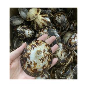 Meilleure vente pour les coquilles de patelle colorées patelles de coquillages naturelles coquillages crus récoltés en grande quantité à partir de 99 GD au meilleur prix - Product Image 3