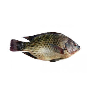 Tilapia congelada Premium fresca, congelada rápidamente y empaquetada en cajas de cartón de exportación selladas al vacío - Product Image 6