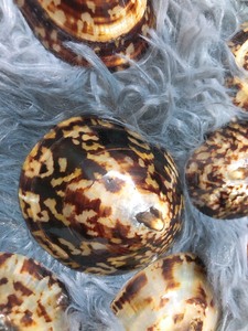 Anillo para Servilletas de Concha de Limpet Pulida, Hecho a Mano, Ecológico, de Alta Calidad, Origen Vietnam, Artesanía Natural - Product Image 5