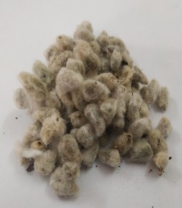 Semillas de Algodón Frescas - Product Image 3