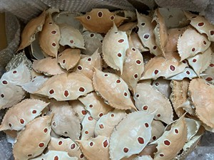 Grandes coquilles de crabe entières séchées 100% naturelles pour les restaurants de fruits de mer et de cuisine farcie - Product Image 4