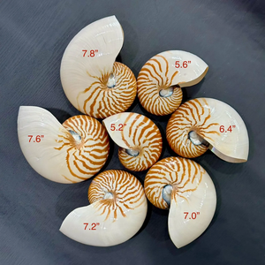 Concha decorativa Nautilus Seashell Premium Ocean Shell para joyería artesanal Suministros para acuarios Interior del hogar y temas costeros - Product Image 6