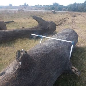 Materici Collection StoneOak an Italian Quality Veneers Bog Oak 2mm - Product Image 5