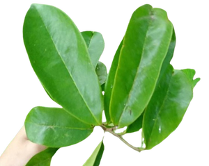 HOJAS DE SOURSOP PARA HACER TÉ-LOS MEJORES INGREDIENTES PARA BEBIDAS PRECIO BARATO HOJAS DE GRAVIOLA VERDE SECAS - Product Image 1
