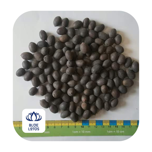 Graines de LOTUS noir/graines de nélumbinis noir - Product Image 2