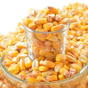 Maïs jaune de qualité supérieure, grain de maïs séché pour l'alimentation animale, le bétail, la volaille, l'alimentation animale - Product Image 4