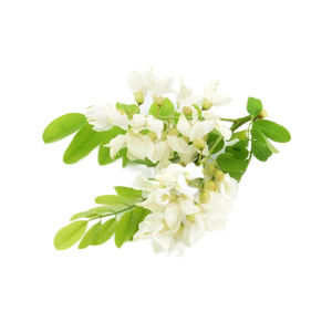 สารสกัดรูตินในผงรูตินัมสกัดจากผงรูตินไฮเดรต - Product Image 2