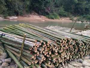 Various Size of <b>Bamboo</b> Pole/ Natural <b>Bamboo</b> Pole/ <b>Bamboo</b> <b>Fence</b> Use in Construction and Gargen From Vietnam - Product Image 3