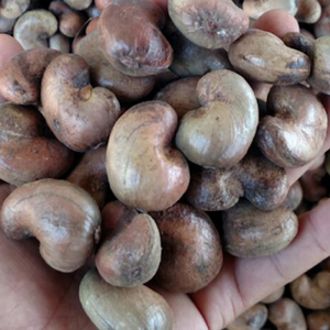 Usine de noix de cajou brutes pour l'industrie de transformation Norme de noix de cajou brutes biologiques pour l'exportation aux États-Unis - Product Image 1