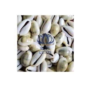 Concha de Cauri de Vietnam a Precio Económico, Procedente del Mar - Product Image 6