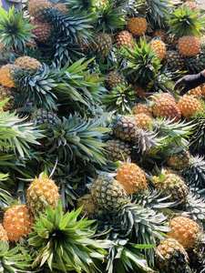High Quality <b>Freeze</b> <b>Dried</b> Pineapple Vietnam Premium <b>Freeze</b> <b>Dried</b> Tropical <b>Fruit</b> Snack FD Pineapple Best Price for Wholesale - Product Image 2