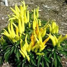 Semi di 100 giardino biologico in vaso balcone giallo caldo pepe ornamentale semi del villaggio - Product Image 3