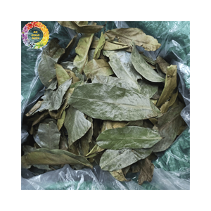 Feuilles de corossol séchées de qualité supérieure Feuille de graviola pure Meilleure offre Feuilles d'annona muricata pour capsules et extrait Prix compétitif - Product Image 3