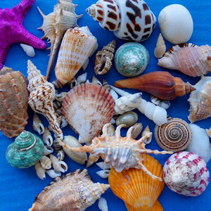 Origine de coquillage au vietnam mer plage du vietnam prêt à expédier en gros à l'exportation - Product Image 2