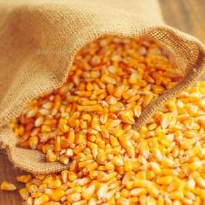 Proveedor de maíz seco de calidad alimentaria Premium de grano de maíz amarillo - Product Image 3