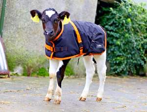 Meilleure qualité 70cm Super Deluxe Instrument vétérinaire manteau pour veaux haute imperméable vache ferme couverture respirant mollet veste - Product Image 5