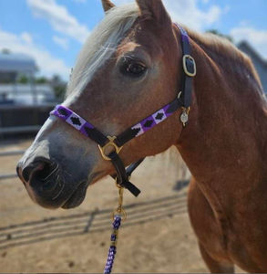 2025 Haute Qualité Équitation Équestre En Cuir Polo Halters Bridle Style Fournisseur En Gros Fournisseur En Gros Polo licou - Product Image 1