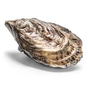 散装的生干贝壳牡蛎一半和整个牡蛎壳，准备从越南出口