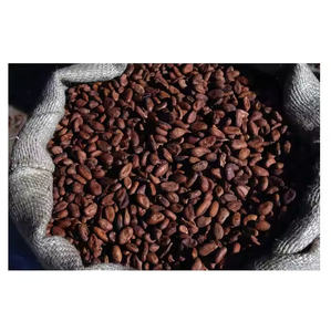 Granos de cacao de grado seco de alta calidad, mantequilla en polvo a la venta, cacao crudo/grano de chocolate, buen precio, café, granos de cacao - Product Image 2