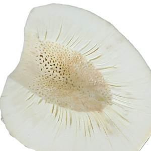 Segmentos de sabor tropical delicioso de fruta de pan congelada al por mayor de grado superior del exportador de fruta de pan congelada de Vietnam por 99GD - Product Image 1