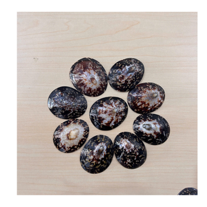 Vietnam 99 Gold Data Exports Limpet Shell pour l'affichage de table et les conceptions côtières utilisant une coquille de limpet naturelle - Product Image 1