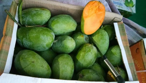 Cao cấp hữu cơ lớp xuất khẩu chất lượng tươi xoài (Hoang Dã xoài bao gồm) ngọt ngào ngon ngọt hương vị cho siêu thị nhà nhập khẩu toàn cầu - Product Image 4