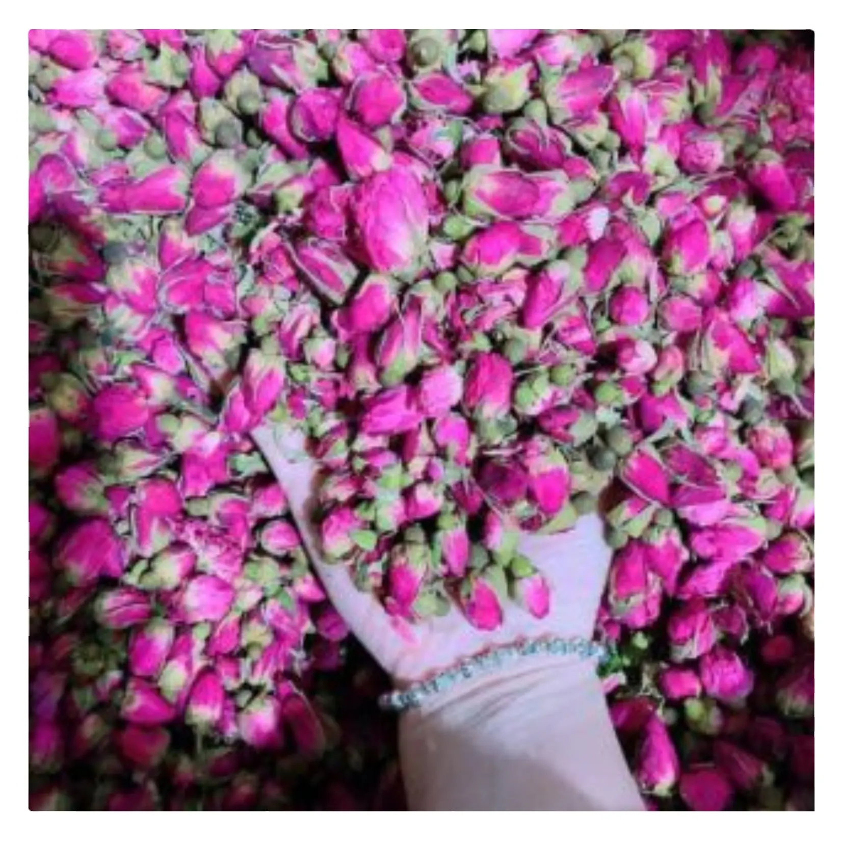 2023 calda di alta qualità all'ingrosso essiccato Mini fiore fiori secchi boccioli di fiori piccoli tea Rose e fiori secchi tisana tisana