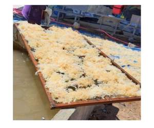 สาหร่ายผ้าฝ้ายชั้นนำขายส่งจากซัพพลายเออร์เวียดนาม-cottonii สาหร่ายทะเลที่มีคุณภาพสูงปริมาณมากพร้อมส่งออก - Product Image 1