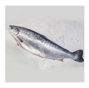 Salmón Chum Congelado Entero – Salmón Congelado de Calidad para Venta al por Mayor, Minorista y Exportación - Product Image 6