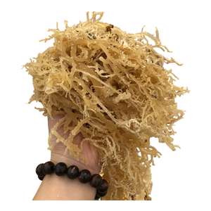 มาร์กเจลมอสทะเลสีทองผลิตจากเวียดนาม - Product Image 2