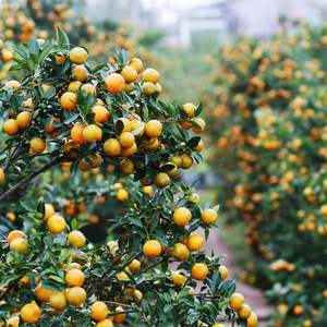 Calamansi Fresco de Vietnam de Alta Calidad para Exportación, Venta al por Mayor de Frutas y Bebidas - Product Image 5