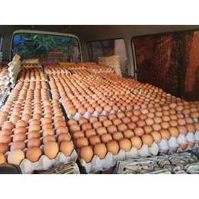 Œufs de poule frais de qualité supérieure, jaunes, fertiles, pour l'incubation, en vrac, 30 œufs, provenance Autriche - Product Image 6