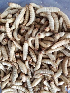 Dried Mealworms for Horse Cattle Pig Dog & Fish-France Origin - Product Image 3