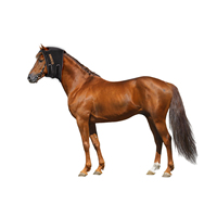 Bonnet infrarouge LED pour chevaux avec batterie rechargeable pour la thérapie équine et canine et le soulagement de la douleur