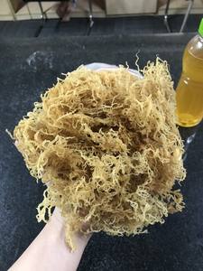 Sea <b>Moss</b> - Irish <b>Moss</b> - Seamoss Raw Organic - <b>Dried</b> Sea <b>Moss</b> - Natural Wildcrafted, Pure, Non-GMO & Gluten-Free Sea <b>Moss</b> - Product Image 2