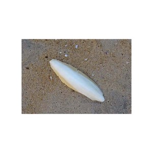 กระดูกปลาหมึกคุณภาพสำหรับนกคีรีบูน - Product Image 5