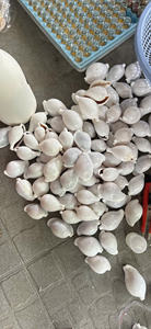 Conchas de cauri pulidas blancas Conchas de mar al por mayor para arte y adorno de bricolaje - Product Image 3