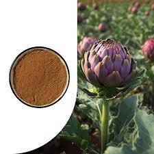 Extracto de Alcachofa Natural en Polvo, Grado Alimenticio, Polvo de Hoja de Cynara Scolymus, Finamente Procesado, Extracto Botánico de Planta Herbal - Product Image 5