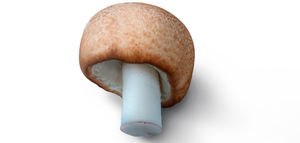 Nature Restore Agaricus Blazei Murill Natural 20% 50% Polisacáridos Agaricus Blazei Muril Agaricus Blazei Extracto ÁNGULO - Product Image 5