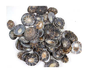 หอย limpet 5-8ซม. ของตกแต่งบ้านสไตล์สัตว์ขัดมัน - Product Image 3