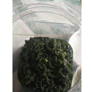 Raisins de mer de caviar vert frais d'approvisionnement en vrac avec une texture naturelle Idéal pour les robots culinaires Préparations de plats froids Menus de restauration - Product Image 5