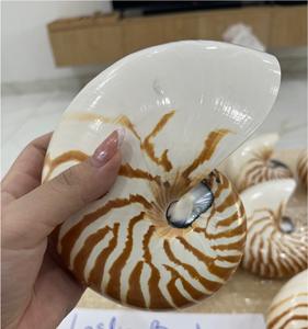 Tiger Chambered Nautilus Shell pieza decorativa pulida para accesorio de moda escaparate de arte para el hogar - Product Image 2