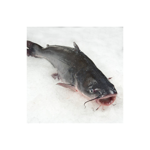 Premium FRESH CATFISH disponible para exportación a granel con textura firme y sabor natural - Product Image 6
