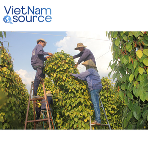 Grains de poivre noir du Vietnam de haute qualité saveur épicée audacieuse-épice de cuisine authentique-plats gastronomiques épice-usine de poivre Viet Nam - Product Image 4