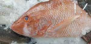 Buena Oferta de Pargo Rojo Congelado Entero, Orgánico, Bajo en Sodio, de Primera Calidad, de EE. UU. - Product Image 3