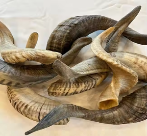 100% Corne de buffle naturelle de haute qualité, polie, écologique, forme naturelle, décoration d'intérieur et objet de collection par Saniya Handicraft - Product Image 4